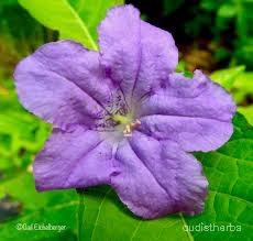 Ruellia strepens flower3.jpg